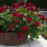 Pelargonium Great Balls Of Fire Merlot P68pelgbm - Garden Express Australia