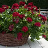 Pelargonium Great Balls Of Fire Merlot P68pelgbm - Garden Express Australia