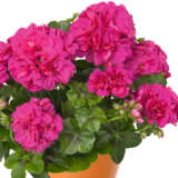 Pelargonium Great Balls Of Fire Violet Blue