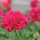 Pelargonium Great Balls Of Fire Violet Blue P68pelgbvb - Garden Express Australia
