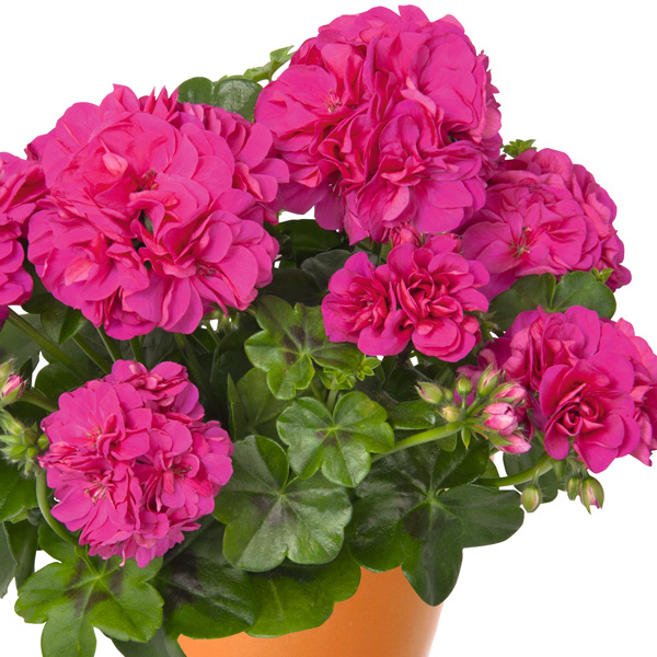 Pelargonium Great Balls Of Fire Violet Blue
