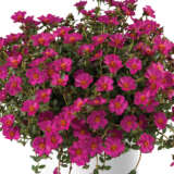 Portulaca Mega Pazzaz Purple
