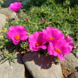 Portulaca Mega Pazzaz Purple P68pormpp - Garden Express Australia