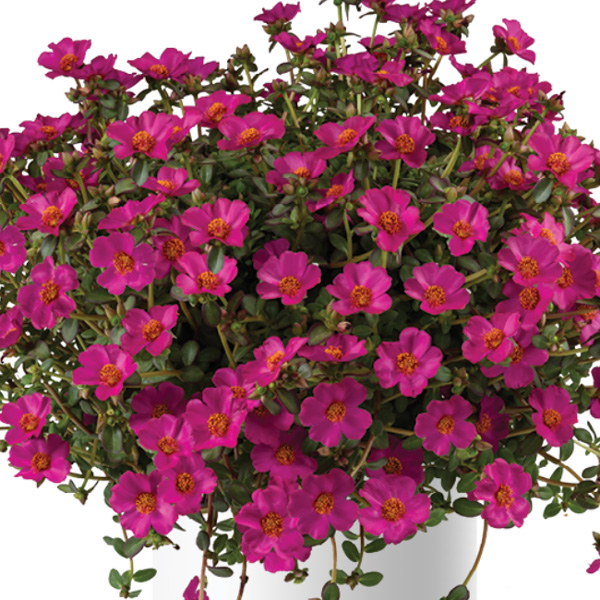 Portulaca Mega Pazzaz Purple