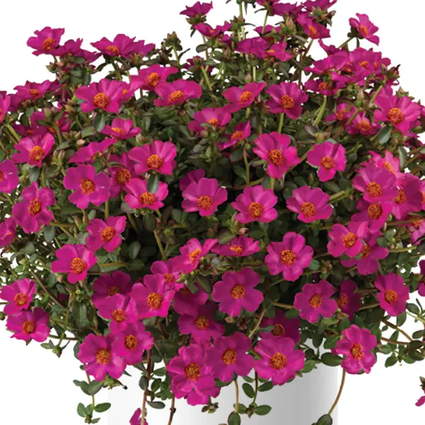 Portulaca Mega Pazzaz Purple