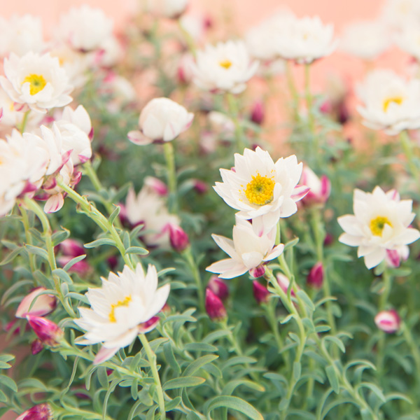 Rhodanthe Paper Daisy Rhodanthe Paper Daisy