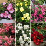 Rose Flower Carpet Duo Lucky Dip Colrosfcd - Garden Express Australia