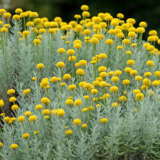 Santolina Yellow P68sanyel - Garden Express Australia