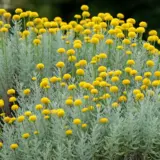 Santolina Yellow P68sanyel - Garden Express Australia