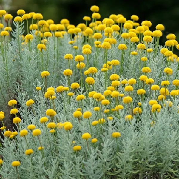 Santolina Yellow Santolina Yellow