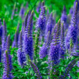 Veronica Skyler Splash Blue P68verssb - Garden Express Australia