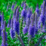 Veronica Skyler Splash Blue P68verssb - Garden Express Australia