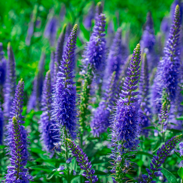 Veronica Skyler Splash Blue Veronica Skyler Splash Blue