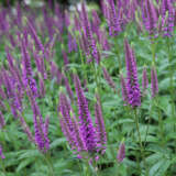 Veronica Skyler Splash Pink P68verssp - Garden Express Australia