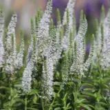 Veronica Skyler Splash White P68verssw - Garden Express Australia