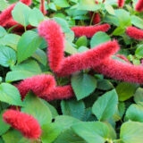 Acalypha Chenille Plant P68acacpl - Garden Express Australia