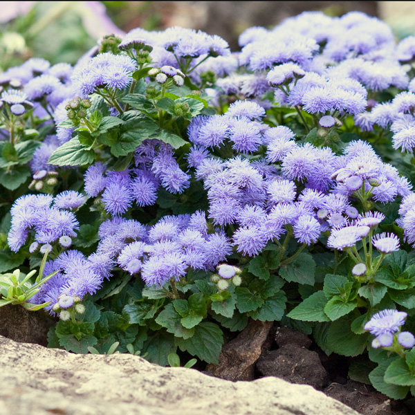 Ageratum Ariella Power Bicolour