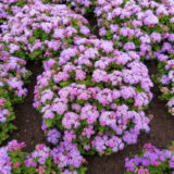 Ageratum Ariella Power Violet P68ageavi - Garden Express Australia