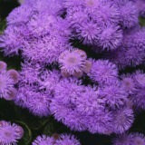 Ageratum Bumble Blue P14agebbl - Garden Express Australia