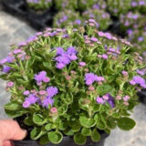 Ageratum Bumble Blue Ageratum Bumble Blue