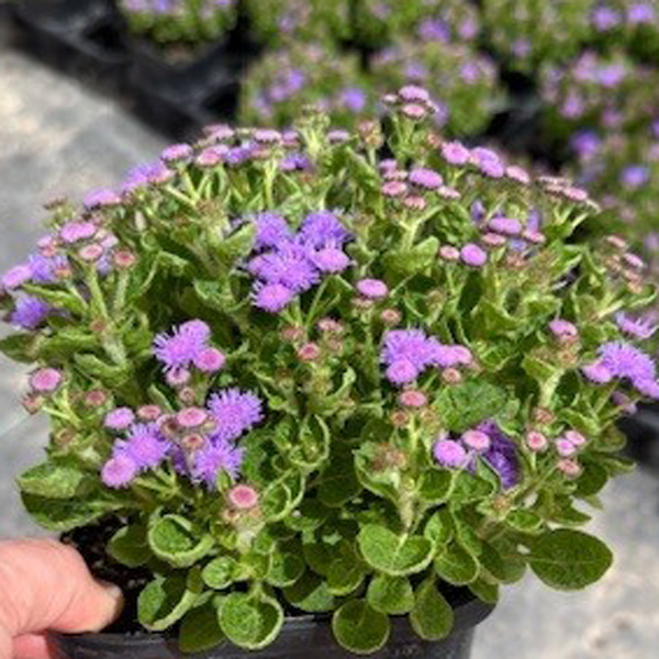 Ageratum Bumble Blue