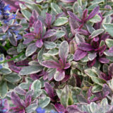 Ajuga Princess Nadia P14ajupna - Garden Express Australia