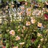 Alonsoa Mask Flower Apricot