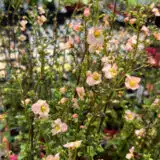 Alonsoa Mask Flower Apricot Alonsoa Mask Flower Apricot