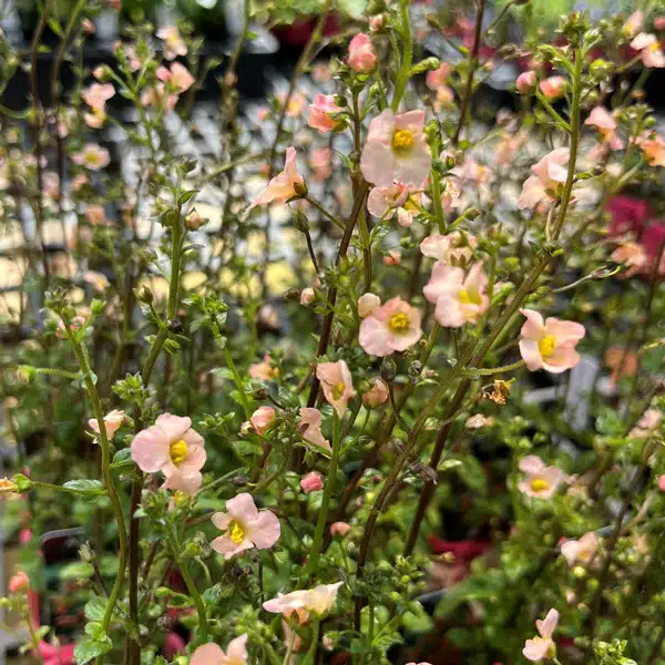 Alonsoa Mask Flower Apricot