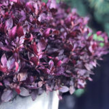 Alternanthera Choco Chili P14altchc - Garden Express Australia