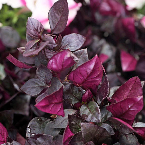 Alternanthera Choco Chili Alternanthera Choco Chili