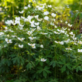 Anemone Madonna Anemone Madonna