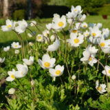 Anemone Madonna P68anemad - Garden Express Australia