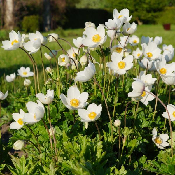 Anemone Madonna Anemone Madonna