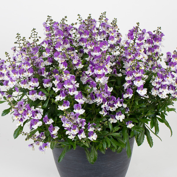 Angelonia Serafina Bicolour Angelonia Serafina Bicolour