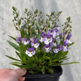 Angelonia Serafina Bicolour Angelonia Serafina Bicolour