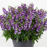 Angelonia Serafina Blue