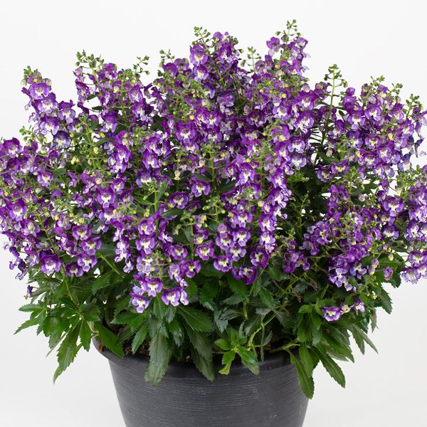 Angelonia Serafina Blue