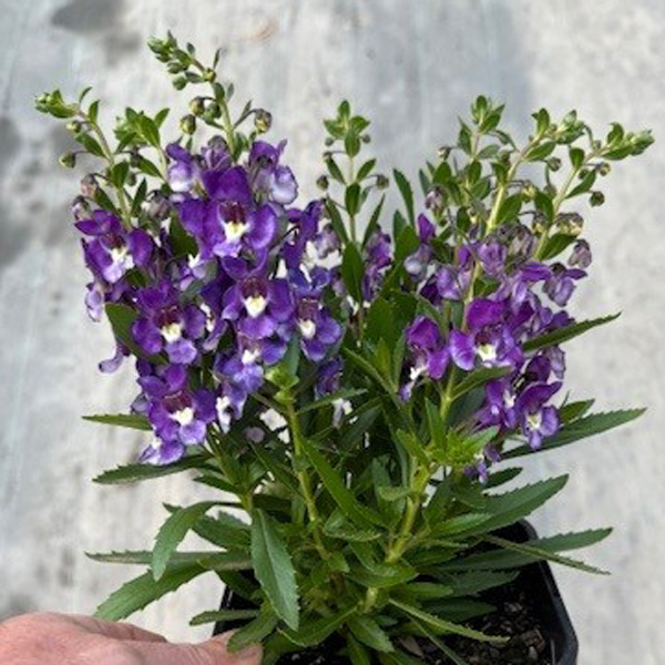 Angelonia Serafina Blue
