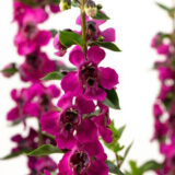 Angelonia Serafina Raspberry P14angsrs - Garden Express Australia