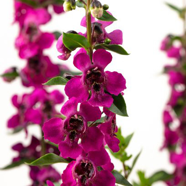 Angelonia Serafina Raspberry