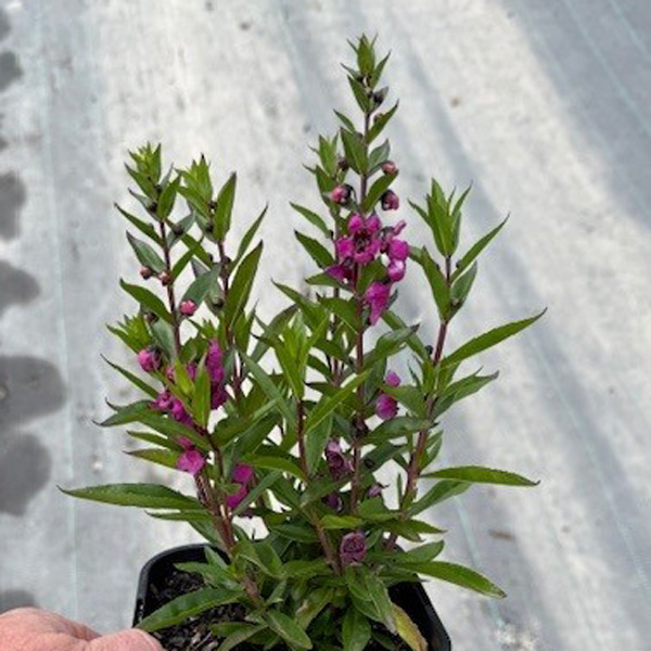 Angelonia Serafina Raspberry