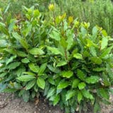 Bay Tree Miles Choice