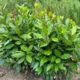 Bay Tree Miles Choice P14baymch - Garden Express Australia