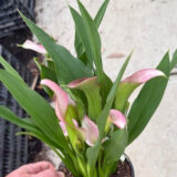 Calla Lily Crystal Blush Potted - Garden Express Australia