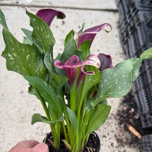 Calla Lily Dubai Nights- Potted