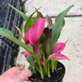 Calla Lily Pink Pop Potted - Garden Express Australia