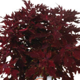 Coleus Down Town Dallas Coleus Down Town Dallas