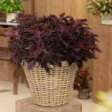 Coleus Down Town Dallas P68coldtd - Garden Express Australia