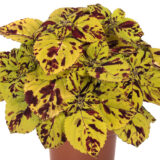 Coleus Stained Glass Window Presidio Coleus Stained Glass Window Presidio